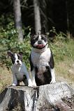 BOSTON TERRIER 149